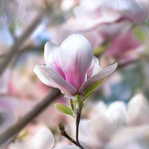 ناصر مسعودی بنفشه گل